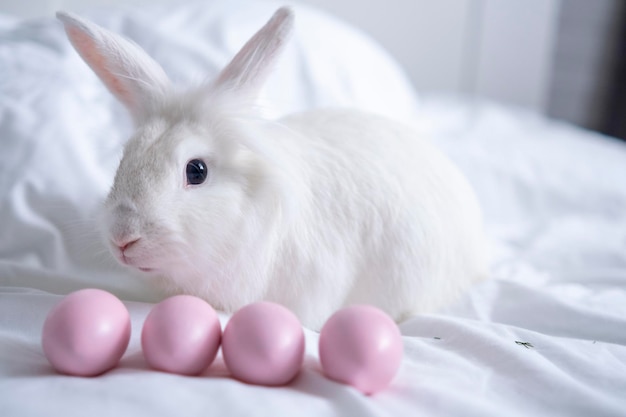 Il coniglietto di pasqua si siede con le uova rosa bianco coniglio carino il coniglio schiude le uova uova dipinte di pasqua