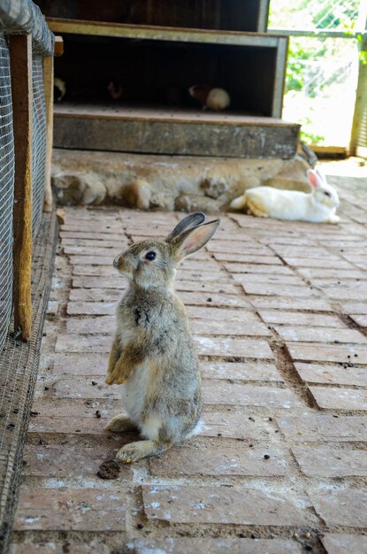 Il coniglio sta mangiando mangime allo zoo