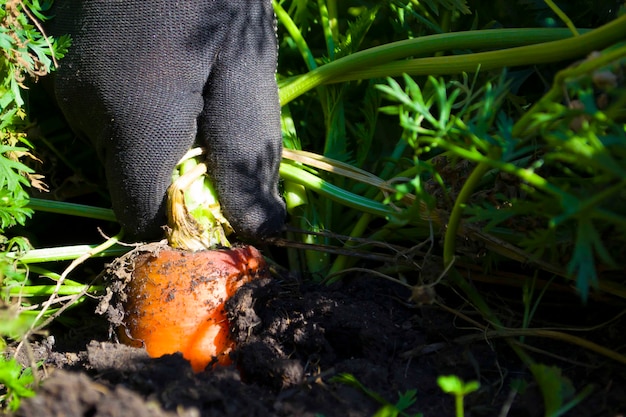 Il contadino estrae una succosa carota dai prodotti dell'orto biologico