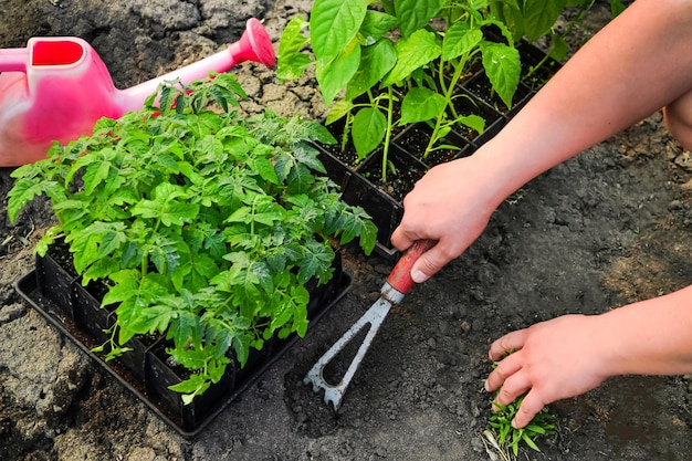 Il contadino prepara il terreno per piantare piantine di pomodoro e peperone nelle aiuole