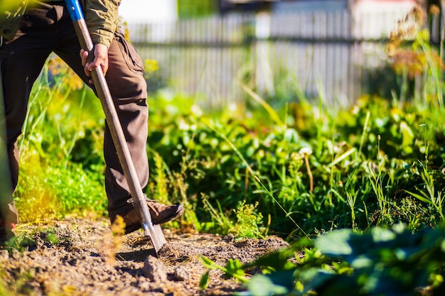 Il contadino scava il terreno nell'orto Preparazione del terreno per piantare ortaggi Concetto di giardinaggio Lavori agricoli nella piantagione