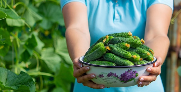 Il contadino tiene in mano i cetrioli sullo sfondo del giardino