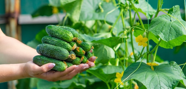 Il contadino tiene in mano i cetrioli sullo sfondo del giardino