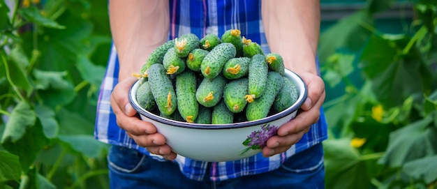 Il contadino tiene in mano una ciotola di cetrioli appena raccolti