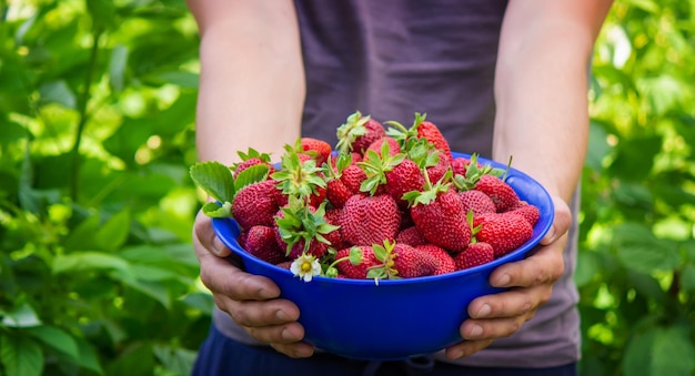 Il contadino tiene in mano una ciotola di fragole appena raccolte