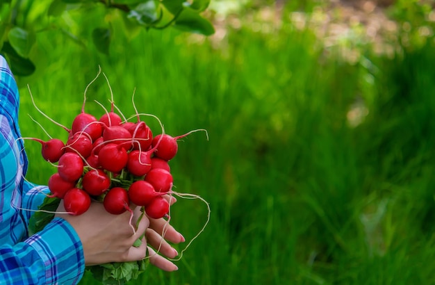 Il contadino tiene tra le mani le verdure appena raccolte