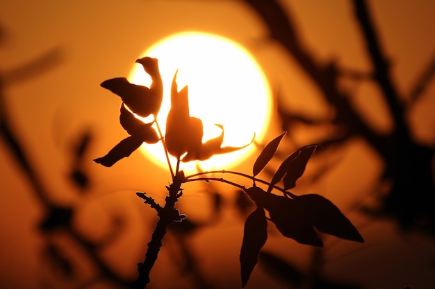 Il contorno della foglia dell'albero sullo sfondo dell'alba