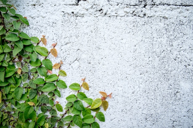 Il copyspace di sfondo natura astratta di pianta verde Creeper su un muro bianco.