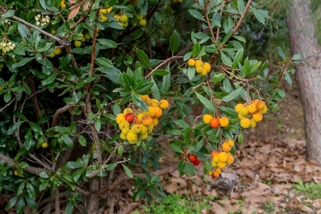 Il corbezzoloArbutus unedo con il primo piano delle bacche