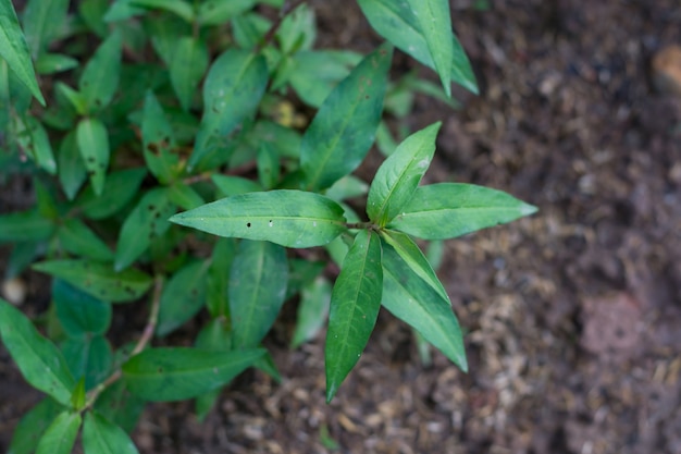 Il coriandolo vietnamita, le verdure e le erbe tailandesi hanno proprietà medicinali.