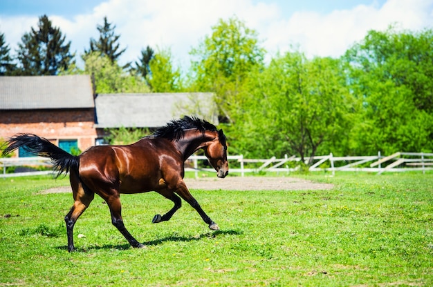 Il corridore arabo corre su un prato estivo verde