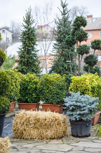 Il cortile vicino alla casa è addobbato per il Natale Il territorio vicino alla casa è addobbato per il Natale Albero di Natale vivo abete rosso pino in vaso