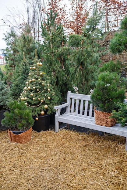 Il cortile vicino alla casa è addobbato per il Natale Il territorio vicino alla casa è addobbato per il Natale Albero di Natale vivo abete rosso pino in vaso