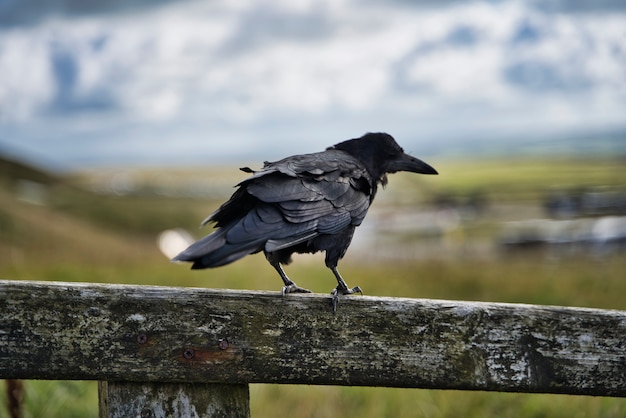 Il corvo bello ha fatto un passo su una rete fissa di legno
