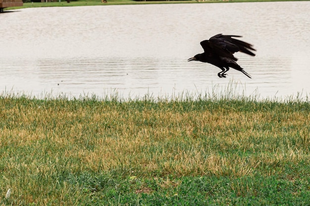 Il corvo nero sfocato vola sullo sfondo di un lago sfocato