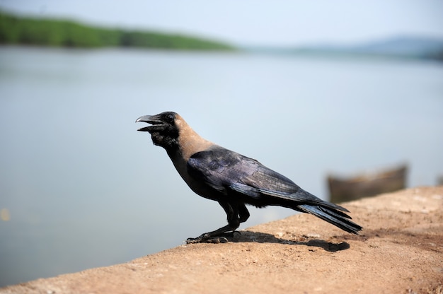 Il corvo sta sulla pietra con il becco aperto