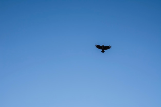 Il corvo vola nel cielo azzurro senza nuvole. Immagine in stile minimalista.