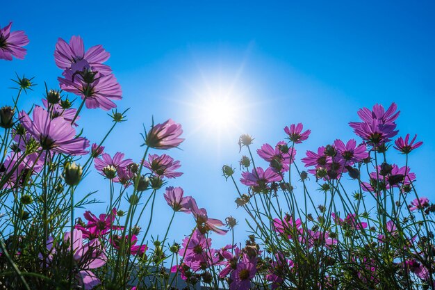 Il cosmo dei fiori rosa sboccia magnificamente nella primavera del giardino sul prato alla luce del sole sullo sfondo del cielo azzurro