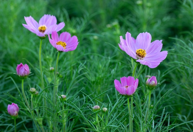 Il cosmo rosa fiori nel giardino