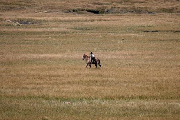 Il cowboy gaucho argentino cammina con il suo cavallo davanti alla telecamera in Patagonia