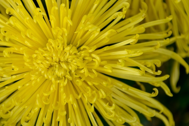 Il crisantemo giallo è in piena fioritura. Ha petali lunghi e sottili.