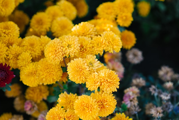 Il crisantemo giallo fiorisce la fioritura nel giardino in autunno