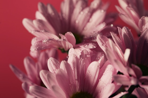 Il crisantemo in fiore rosa fiorisce con uno spazio sfocato