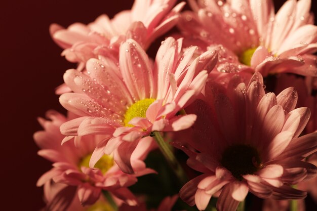 Il crisantemo in fiore rosa fiorisce con uno spazio sfocato