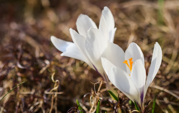 Il croco bianco del fondo floreale astratto fiorisce il macro contesto dei fiori per il disegno di marca di festa