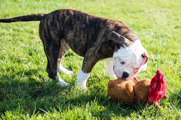 Il cucciolo del bulldog americano sta giocando con il giocattolo
