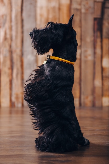 Il cucciolo del terrier scozzese sta posando in studio su fondo di legno