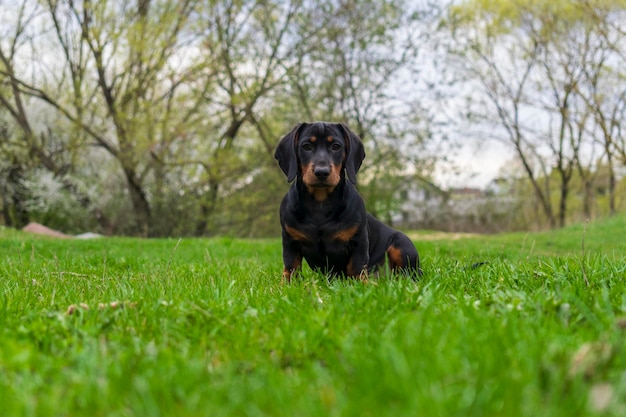 Il cucciolo di bassotto annusa il terreno