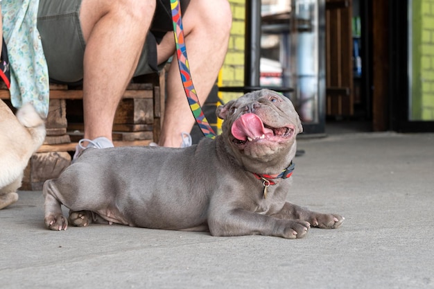 Il cucciolo di bulldog francese giace a terra e guarda il proprietario