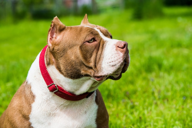 Il cucciolo di cane American Bully color cioccolato è sull'erba verde