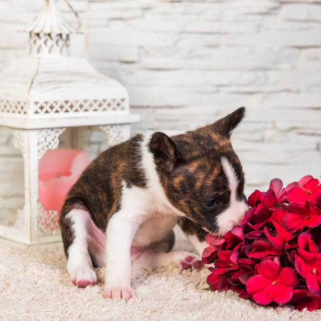 Il cucciolo di cane basenji tigrato divertente sveglio sta annusando i fiori vicino alla lanterna con una candela.