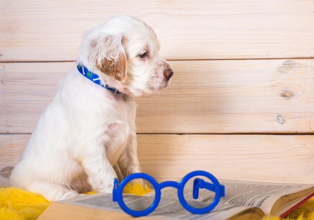 Il cucciolo di cane dell'incastonatore inglese bianco sta leggendo il libro