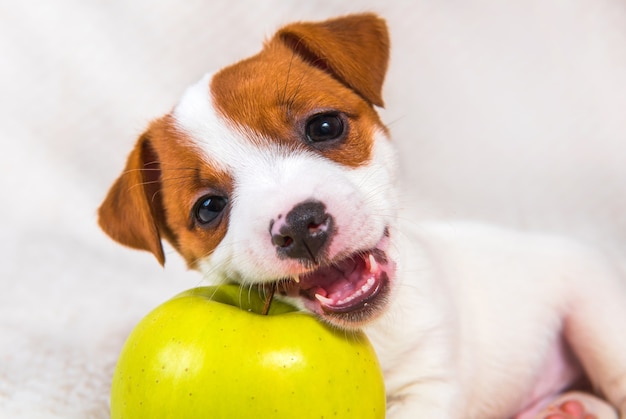 Il cucciolo di cane divertente di Jack Russell Terrier sta mentendo con la mela gialla.