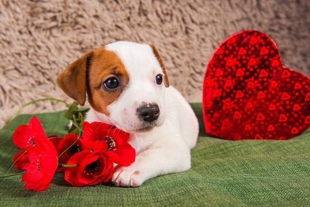 Il cucciolo di cane Jack Russell Terrier giace come un angelo con cuore rosso e fiori. Carta il giorno di San Valentino.