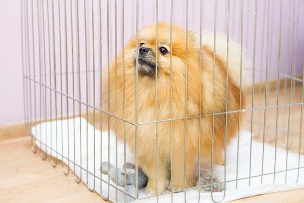 Il cucciolo di cane randagio dietro le sbarre di un canile