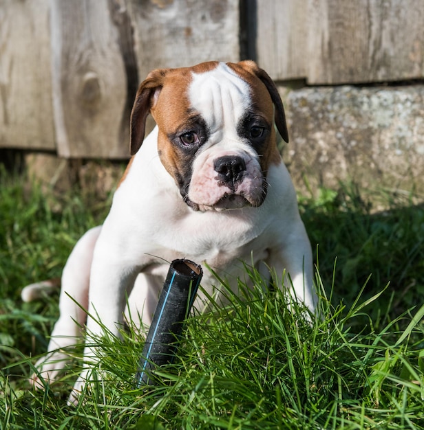 Il cucciolo di cane Red American Bulldog sta camminando sulla natura