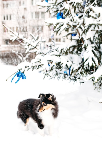 Il cucciolo di cane Sheltie cammina fuori in inverno, neve bianca e rocce, luce solare, comunicazione con un animale domestico