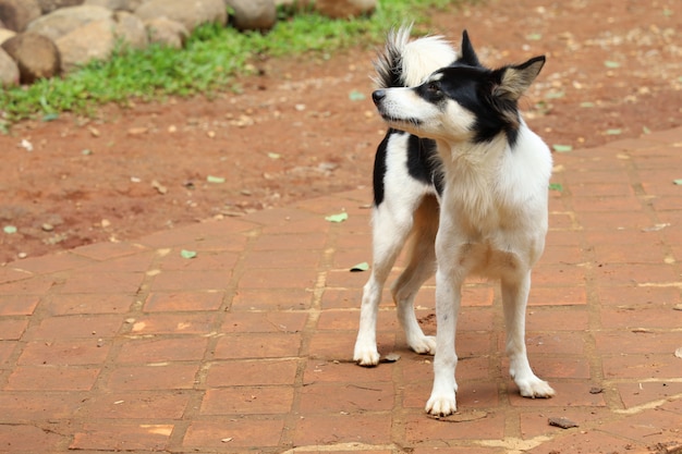 Il cucciolo di cane si alza in giardino