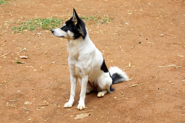 Il cucciolo di cane si siede in giardino