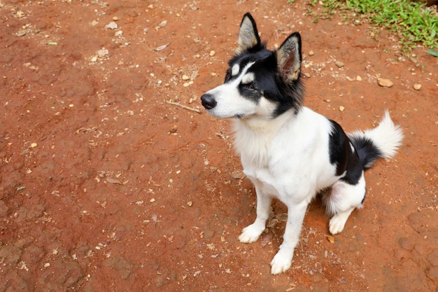 Il cucciolo di cane si siede in giardino