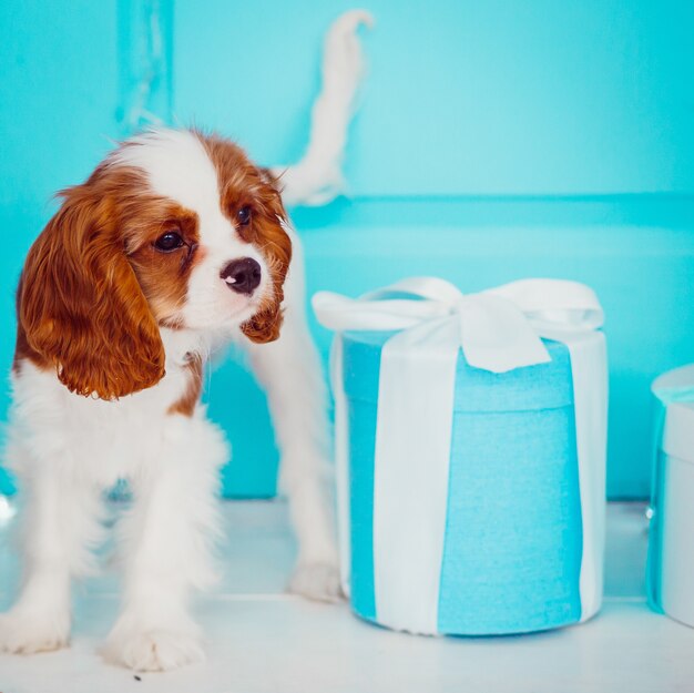 Il cucciolo di Cavalier King Charles Spaniel si leva in piedi vicino alla porta blu