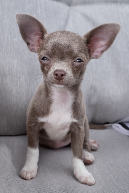 Il cucciolo di Chihuahua vuole dormire. Il color cioccolato color cioccolato si siede sul divano.