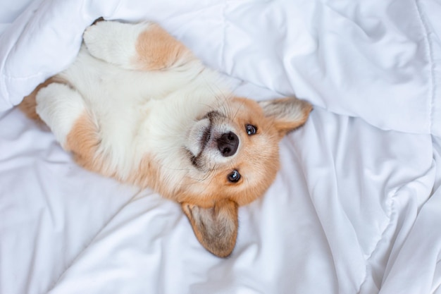 Il cucciolo di Corgi giace sotto la coperta che dorme sul letto, vista dall'alto