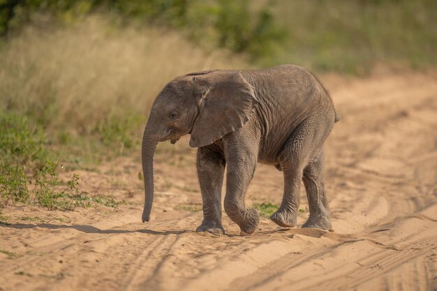 Il cucciolo di elefante africano attraversa una pista sabbiosa