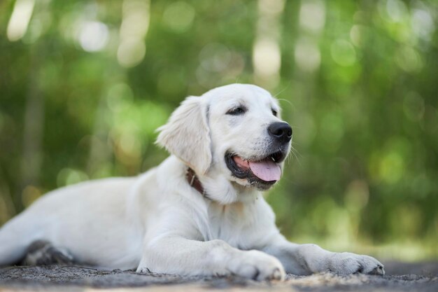 Il cucciolo di golden retriever chiaro giace a terra nel parco, sfondo sfocato.