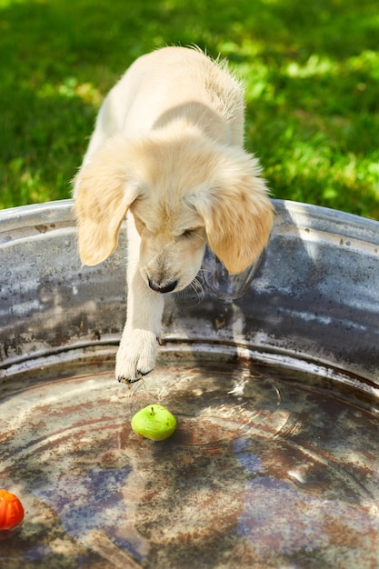 Il cucciolo di golden retriever sta giocando con l'acqua e la palla nel cortile felice con l'animale domestico